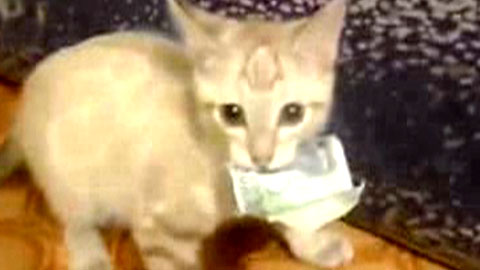 '감히 내 돈을? 어림없지!'…돈 밝히는 고양이