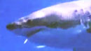 서해안, 상어들의 출산 장소?…식인 상어 출몰