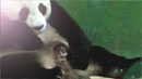 중국 동물원 판다 세쌍둥이 공개…'세계 최초'
