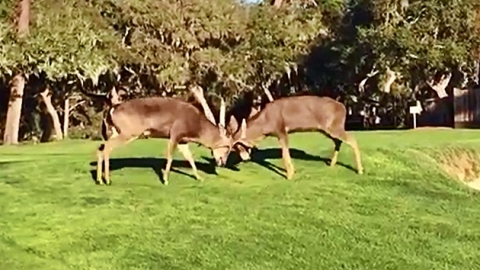 '한판 붙자' 대낮 골프장에서 벌어진 사슴 싸움