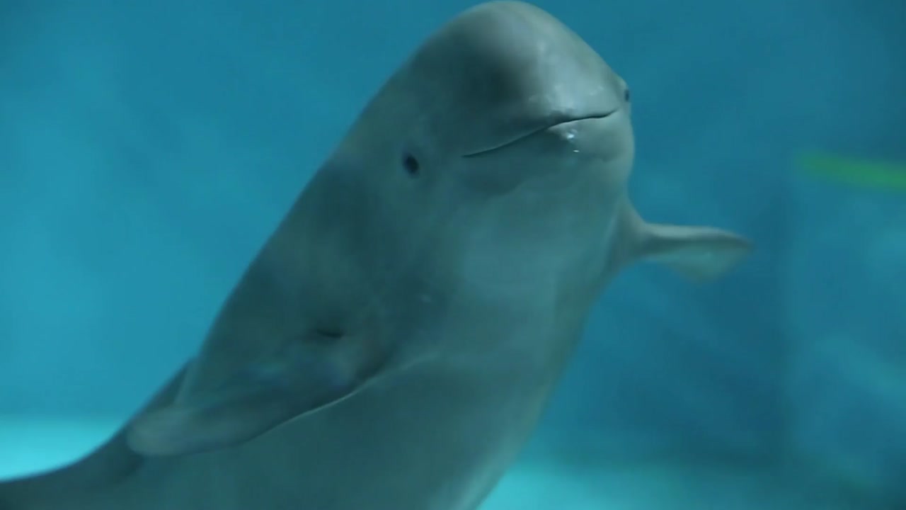 한반도의 토종 돌고래 상괭이 | 인스티즈