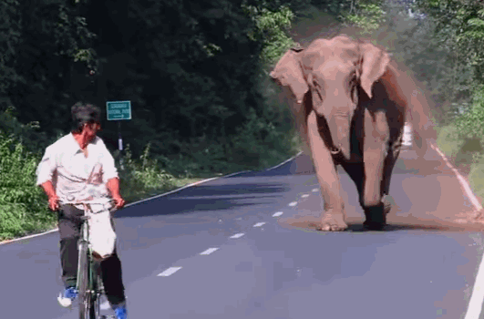 자전거 탄 사람 무섭게 위협한 코끼리의 사정