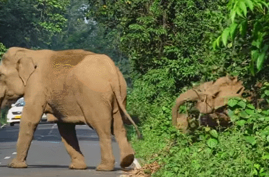 자전거 탄 사람 무섭게 위협한 코끼리의 사정
