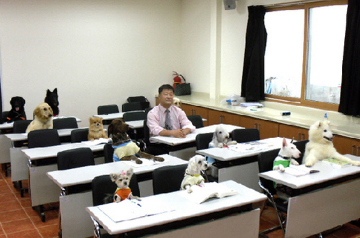 책상서 수업 듣는 열공모드 강아지 학생들의 정체 | 인스티즈
