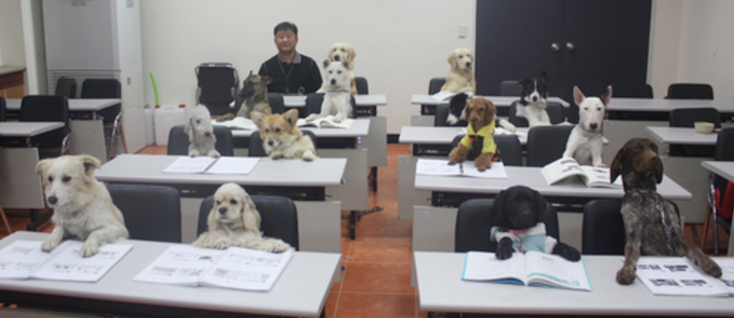 책상서 수업 듣는 열공모드 강아지 학생들의 정체 | 인스티즈