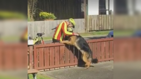 '개와 우체부는 앙숙' 오해를 풀어주는 CCTV 화면