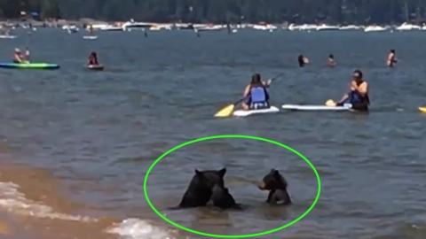 야생곰 세 마리, 사람들 사이에서 수영하는 희귀한 모습 포착