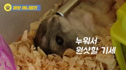 "더위야 가라!" 동물들의 더위 사냥법