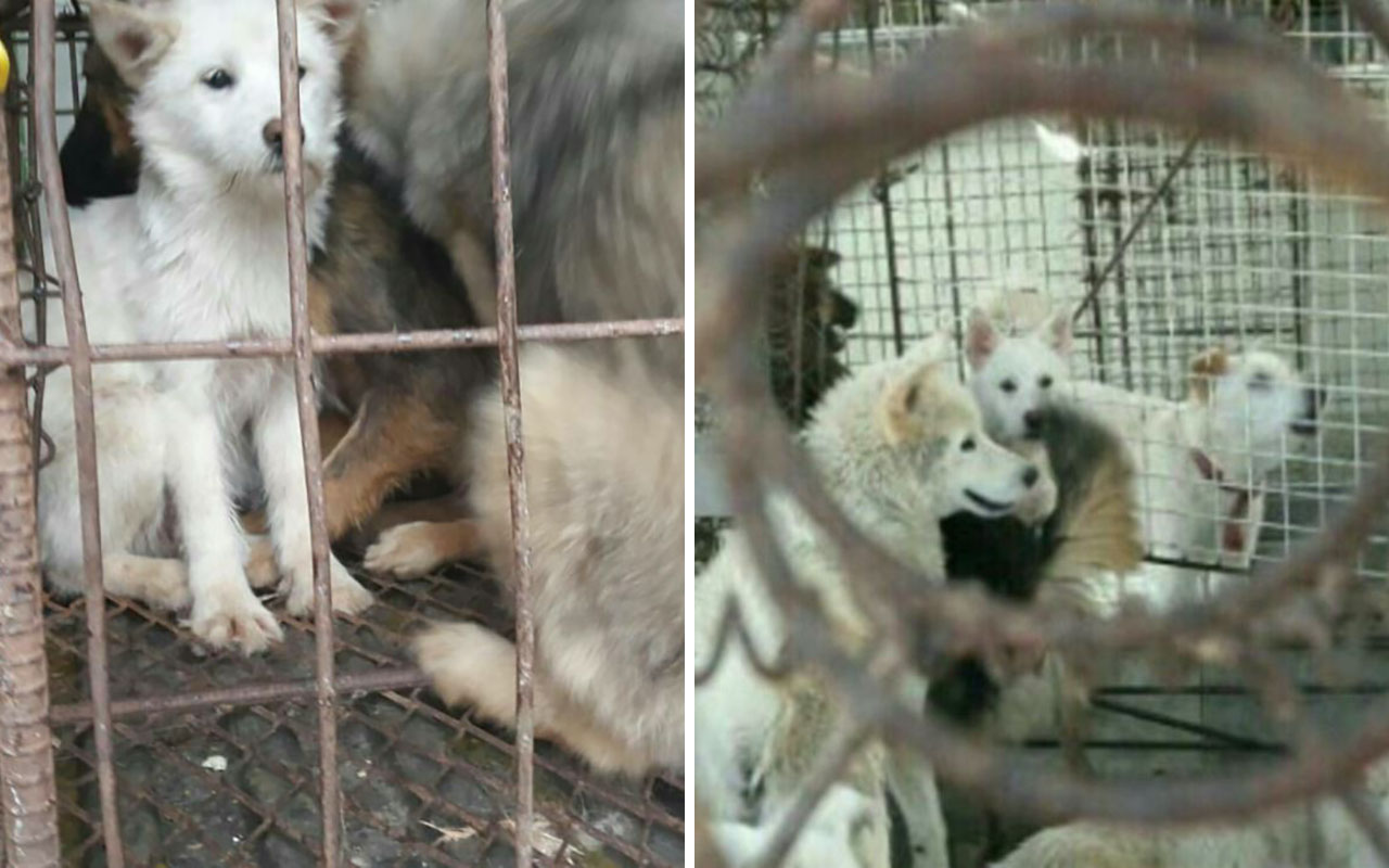 한국 개고기 농장에서 학대당하다 구조된 강아지 사연