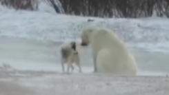 썰매 개와 친구가 되고 싶은 북극곰