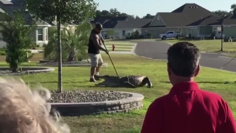 주택가에 나타난 '3m·272kg' 짜리 대형 악어