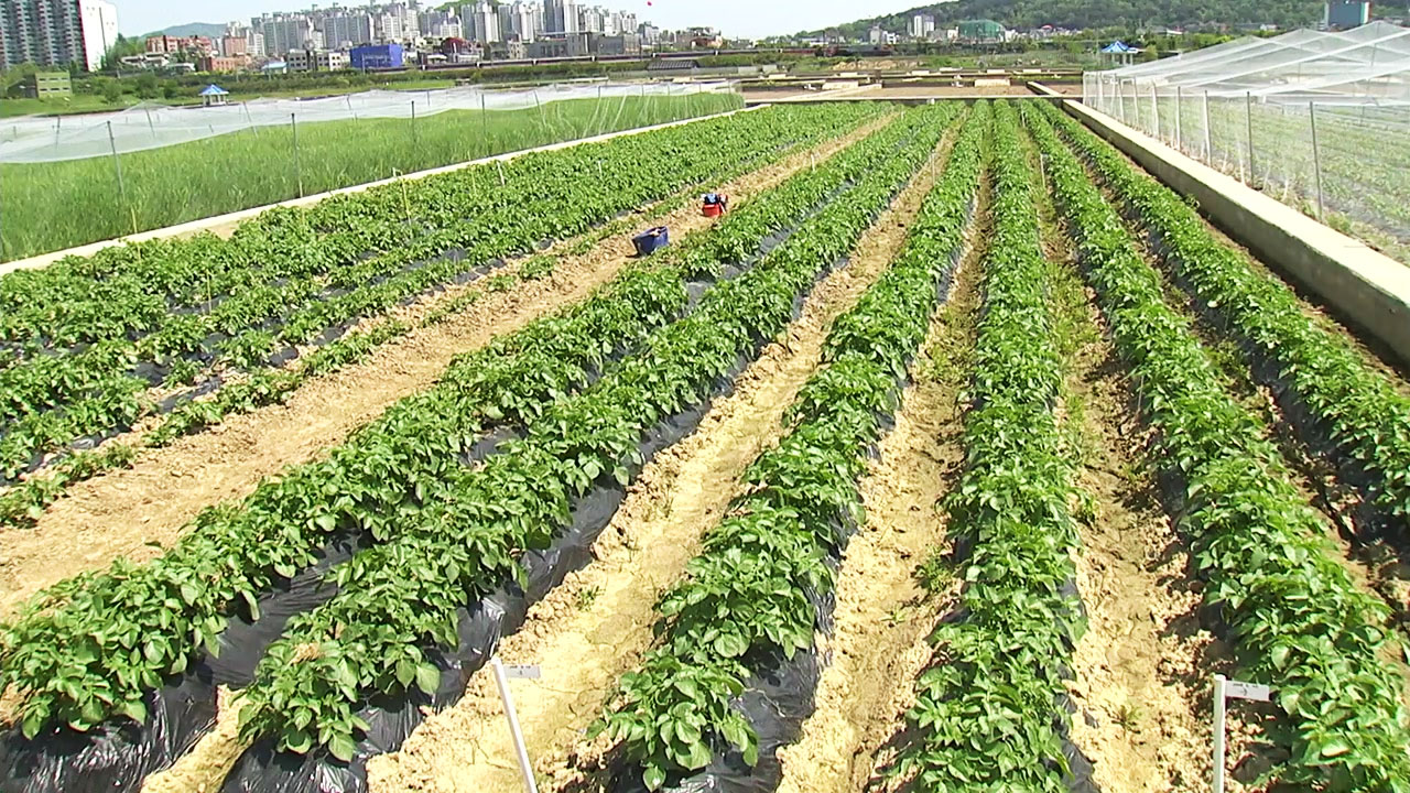 논에서 '밭작물 재배' 효과만점