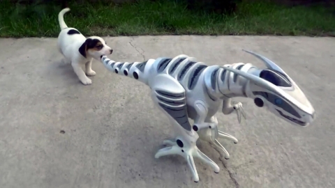 "너 어디서 왔니? 같이 놀자" 로봇에 반한 강아지