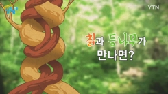 반대로 돌며 자라는 두 덩굴이 만나면?