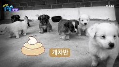 '개차반'='개의 음식', 그렇다면 이것?