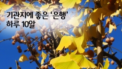 기관지에 좋은 은행, 적정 섭취량은?