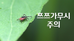 한가위 성묘길 '쯔쯔가무시' 주의