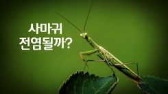 사마귀도 만지면 전염될까?