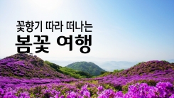 꽃향기 따라 떠나는 '봄꽃 여행'