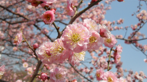 조선의 매화, 남산 와룡매(臥龍梅)를 아시나요?