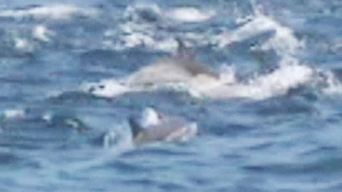 울산 앞바다 50여일만에 고래떼 출현