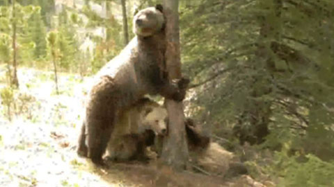 숲속 몰카에 드러난 '곰들의 사생활'