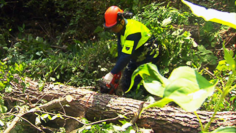 軍 작전용 '목재' 공급은 이렇게…재연 눈길