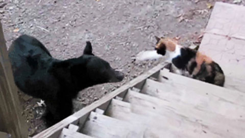 흑곰보다 센 고양이...앞발로 한 방에 제압