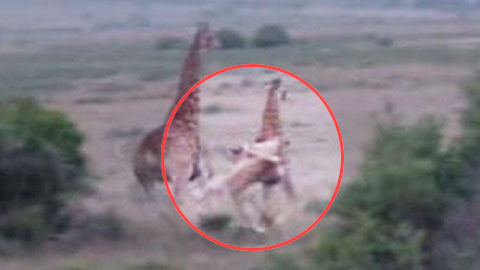 기린 사냥하는 암사자 '포착'...단번에 낚아채