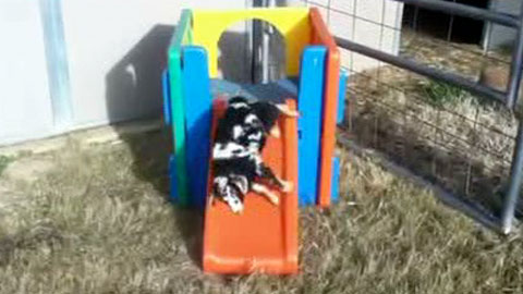 미끄럼틀 타다 기절...겁쟁이 염소 '폭소'