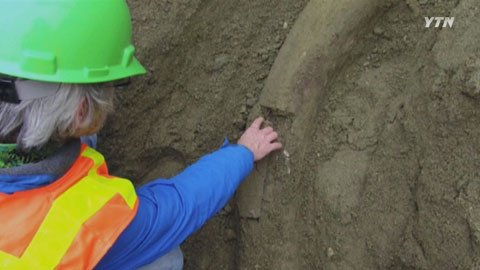 시애틀에서 6만년 전 매머드 상아 발견