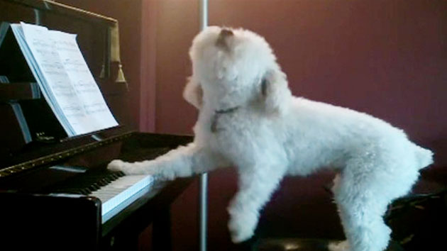 '제 점수는요~'...피아노 치며 노래하는 강아지