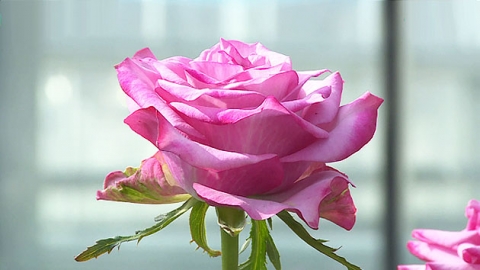 [녹색] 가시없는 국산 장미 세계시장서 상한가