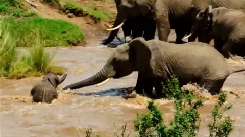 '엄마가 구해줄게!' 새끼 코끼리 살린 모성애 