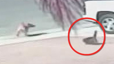 '보디가드 안 부럽네' 주인 구한 고양이