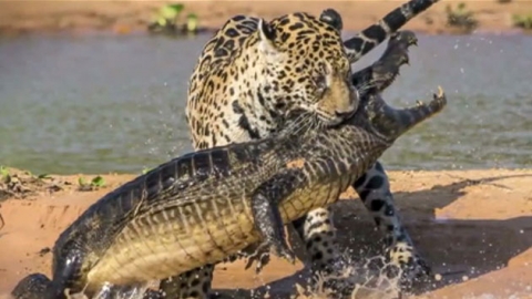 '맹수는 맹수다' 대형 악어 사냥하는 재규어