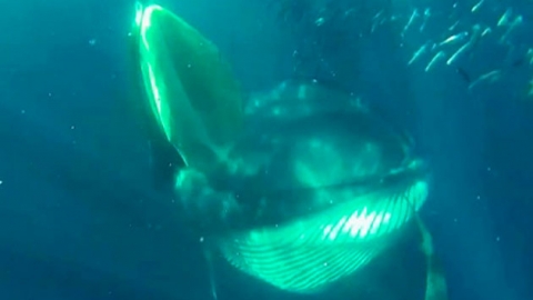 '초근접 촬영' 고래밥 될 뻔한 순간