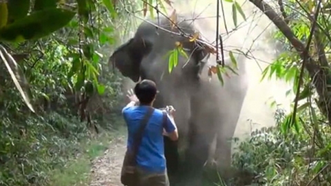 돌진하는 코끼리 한 손 들어 제압