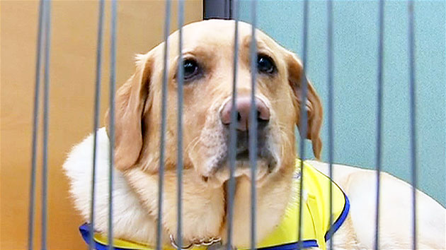 "벌금 낼 테니 당장 내려"...안내견 승차 거부한 버스 기사