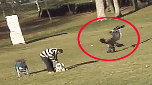 '하마터면 납치될 뻔'...아기 낚아채는 독수리