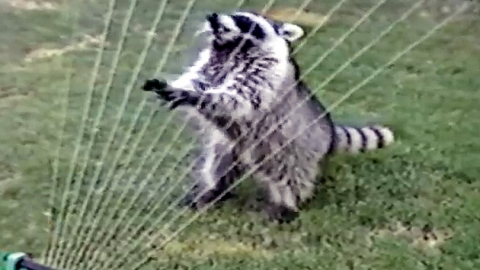 애완 '라쿤'의 개인기...귀여운 외모에 애교까지