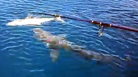 순식간에 벌어진 상어의 습격...대어 뺏긴 낚시꾼