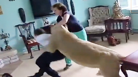 사자의 기습공격에 속수무책...'죽다 살았네'