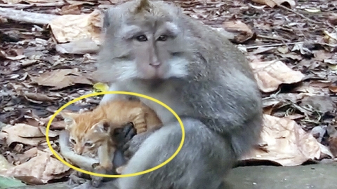 원숭이 품에 새끼 고양이가? 놀라운 '모성애'