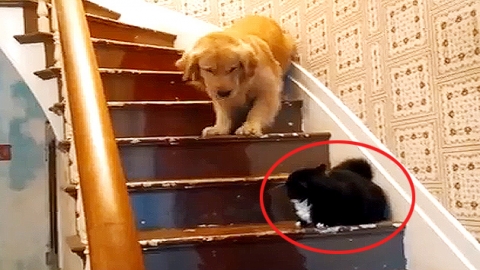 잔뜩 겁먹은 대형견…"고양이 때문에 못 가요"