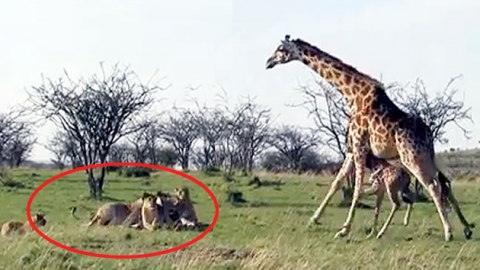 사자도 '흠칫' 겁먹는 기린의 위협...이유는?