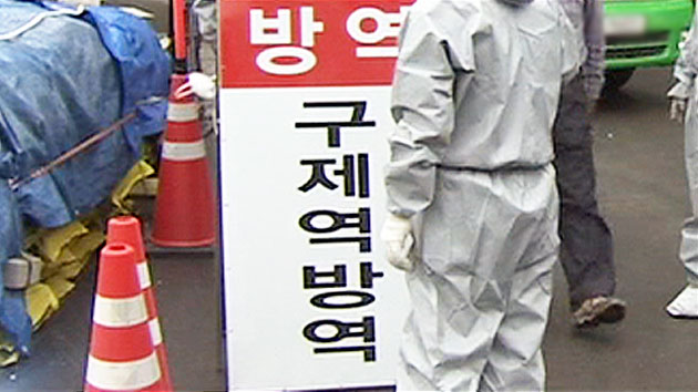 경북 고령군 돼지농장서 구제역 감염 항체 발견