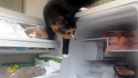 냉동실 터는 '잔머리' 고양이…생선 횡재!