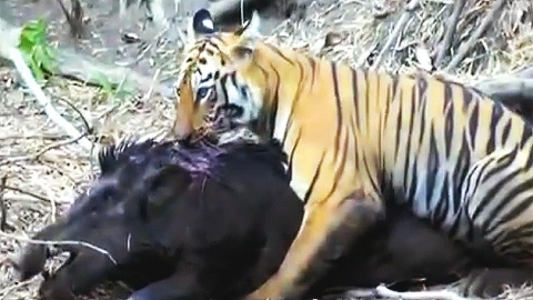 새끼호랑이 vs 멧돼지…살아있는 '맹수' 본능