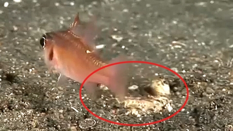 모래바닥에 숨어 사는 물고기…먹이는 '덥석'